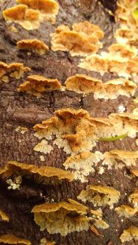 Trichaptum abietinum image