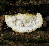 Trametes gibbosa image