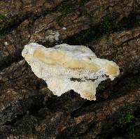 Trametes gibbosa image