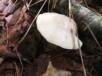 Tyromyces chioneus image