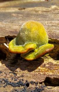 Trametes gibbosa image