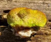 Trametes gibbosa image