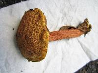 Aureoboletus russellii image