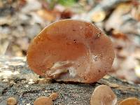 Auricularia fuscosuccinea image