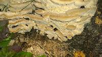 Fomitopsis durescens image