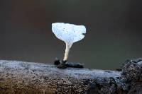 Polyporus leptocephalus image