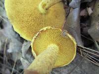 Suillus americanus image
