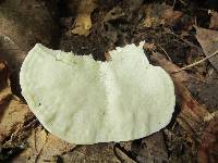 Tyromyces chioneus image