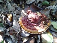 Ganoderma sessile image