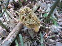 Morchella americana image