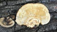 Trametes cingulata image