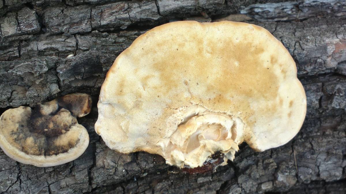 Trametes cingulata image