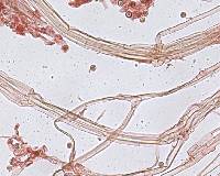 Hypochnicium punctulatum image