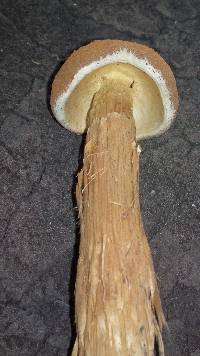 Battarrea phalloides image