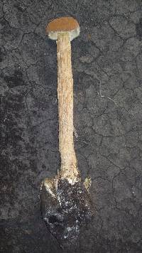 Battarrea phalloides image