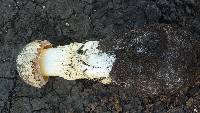 Battarrea phalloides image