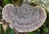 Polyporus ianthinus image