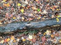 Cerrena unicolor image