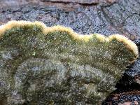 Cerrena unicolor image
