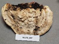 Trametes gibbosa image