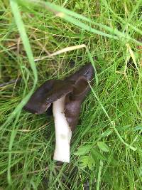 Helvella compressa image