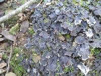 Peltigera praetextata image