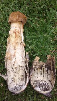 Battarrea phalloides image