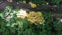 Pleurotus citrinopileatus image