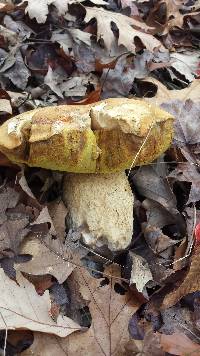 Boletus chippewaensis image