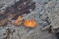 Crepidotus crocophyllus image