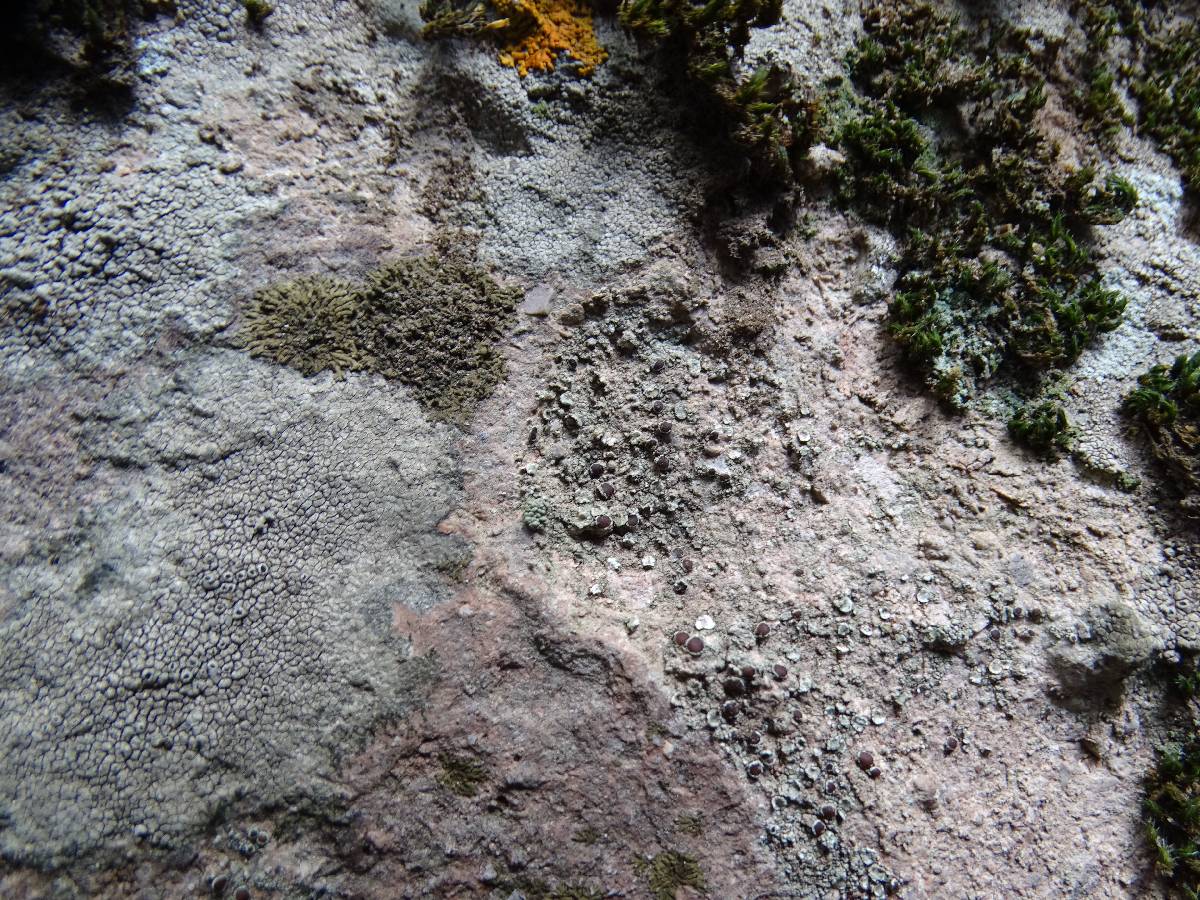 Caloplaca demissa image
