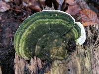 Trametes gibbosa image