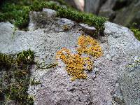 Xanthoria elegans image
