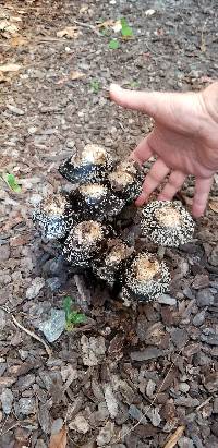 Coprinus calyptratus image