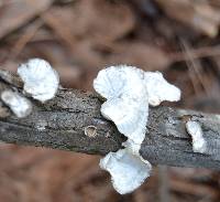 Poronidulus conchifer image