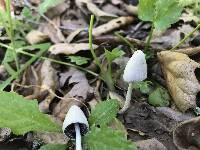 Coprinopsis marcescibilis image