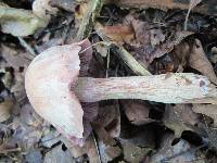 Laccaria ochropurpurea image