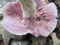 Laccaria ochropurpurea image