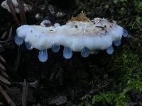 Tyromyces chioneus image