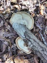 Trametes lactinea image