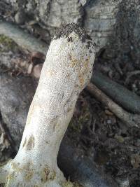 Russula vinacea image