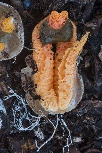 Clathrus columnatus image