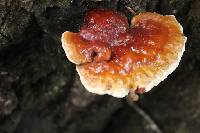 Ganoderma sessile image