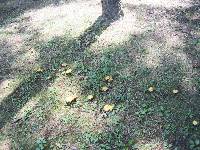 Suillus americanus image