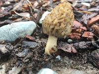 Morchella importuna image