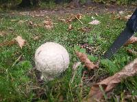 Amanita chrysoblema image