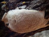 Perenniporia fraxinophila image