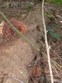 Ganoderma zonatum image