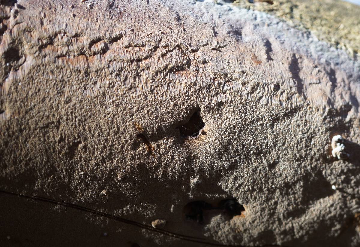 Fomitiporella umbrinella image