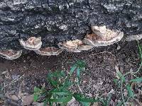 Trametes lactinea image